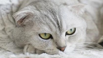 ayx爱游戏_ 一波三折！热火在比赛中的精彩表现让人瞩目！，爱游戏百科