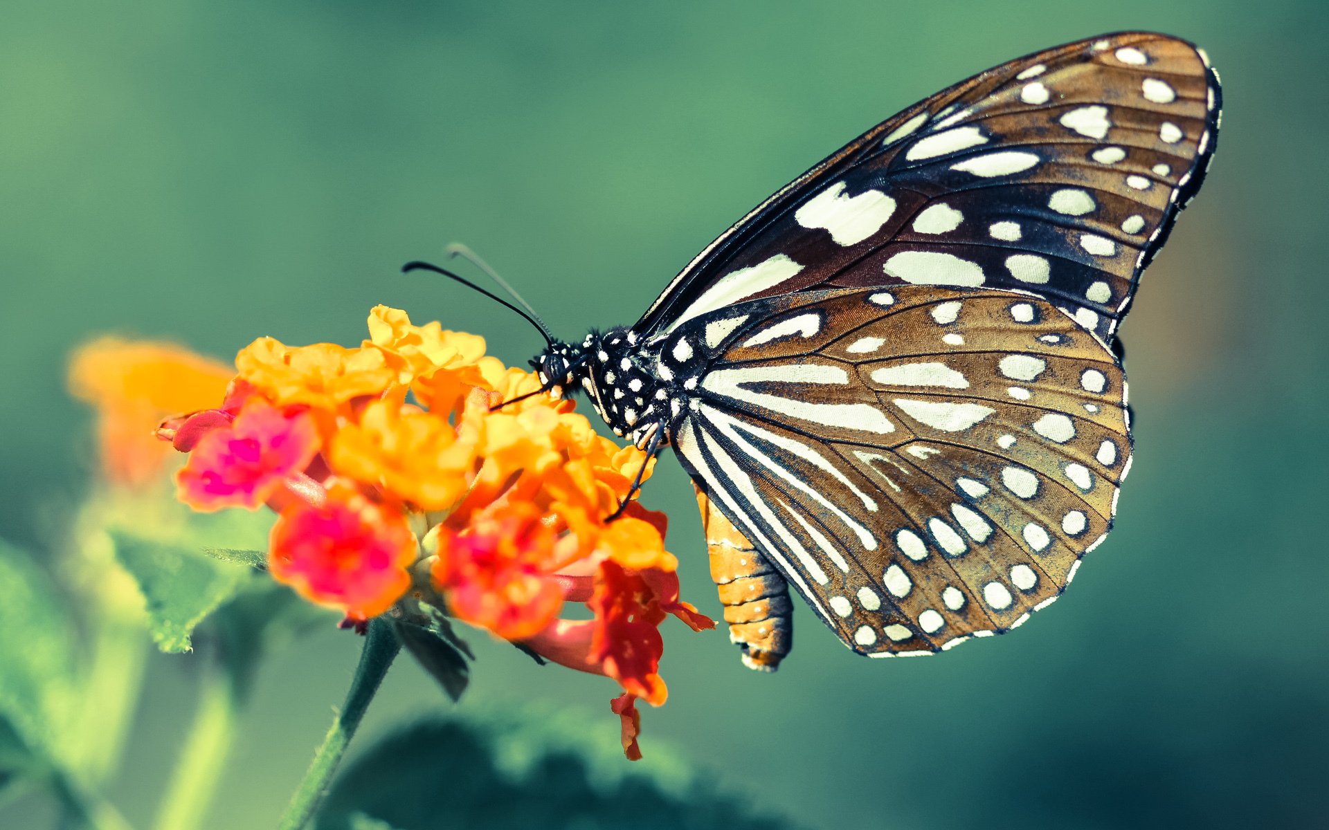 AI分析让比赛更激烈：智能算法助力战术优化，ai智能算法是什么