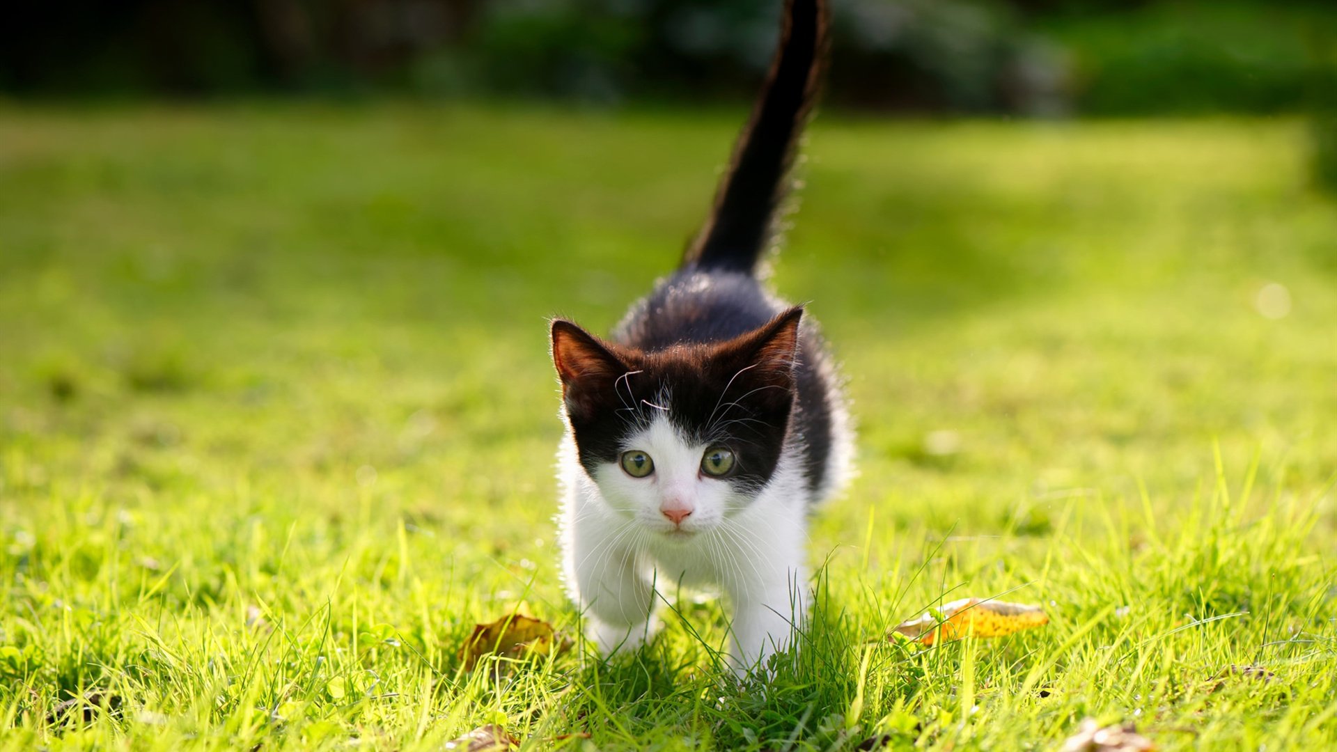 _老将带领奇才，战斗精神永不言弃_，老将上战场的诗句