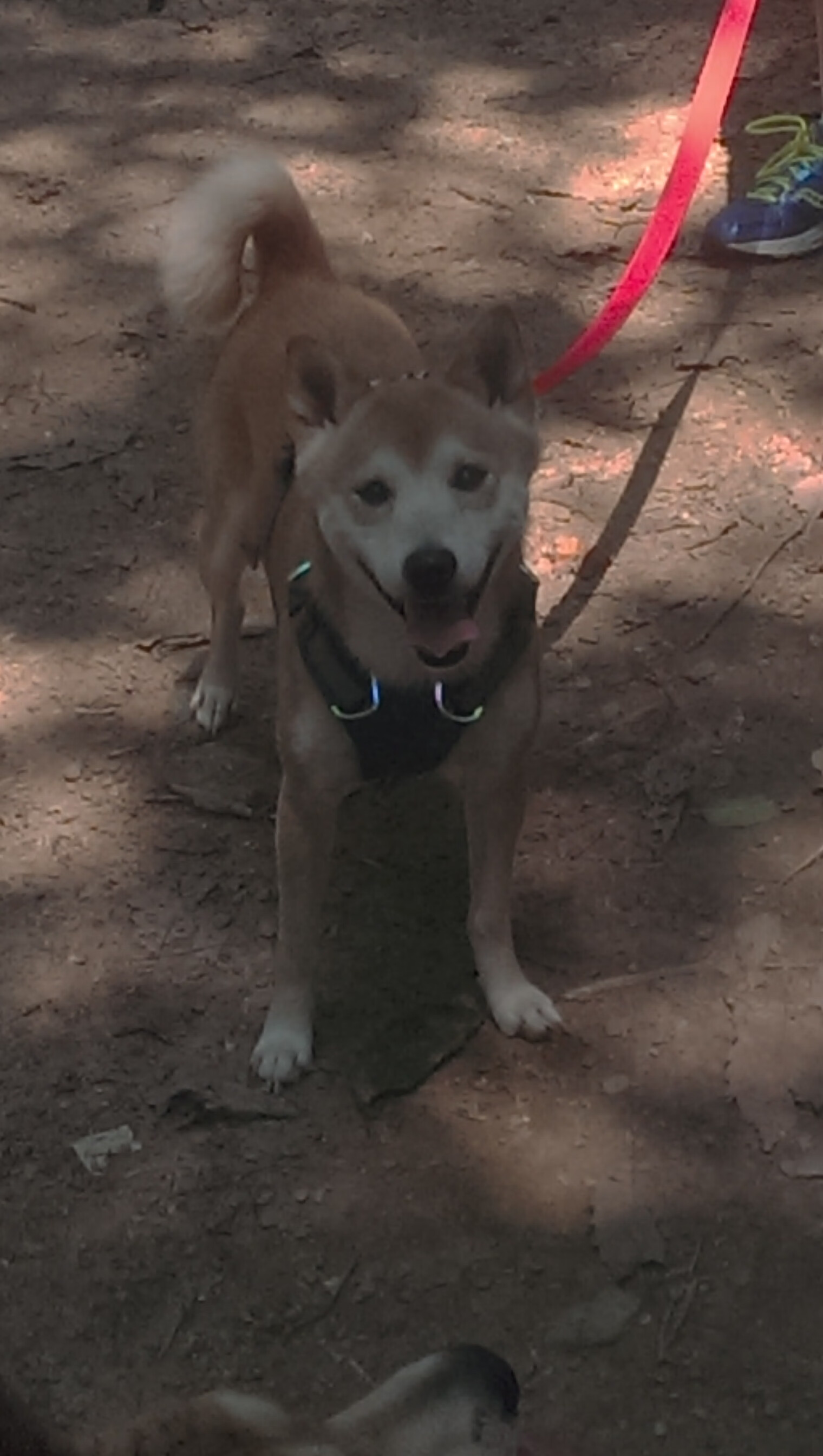 “意甲青年军崛起，未来可期”，意甲青训排名