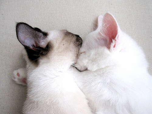 户外攀岩巡回赛，突破极限迎难而上，野外攀岩视频比赛视频