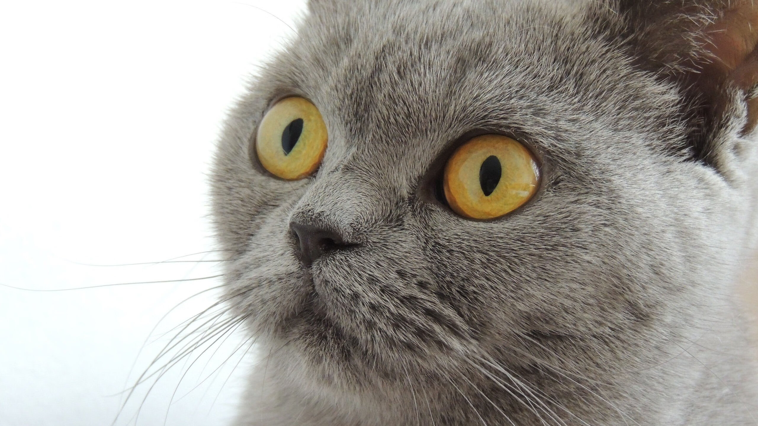 洛杉矶湖人开启“新战术体系”，冲击总冠军目标！，洛杉矶湖人队新闻