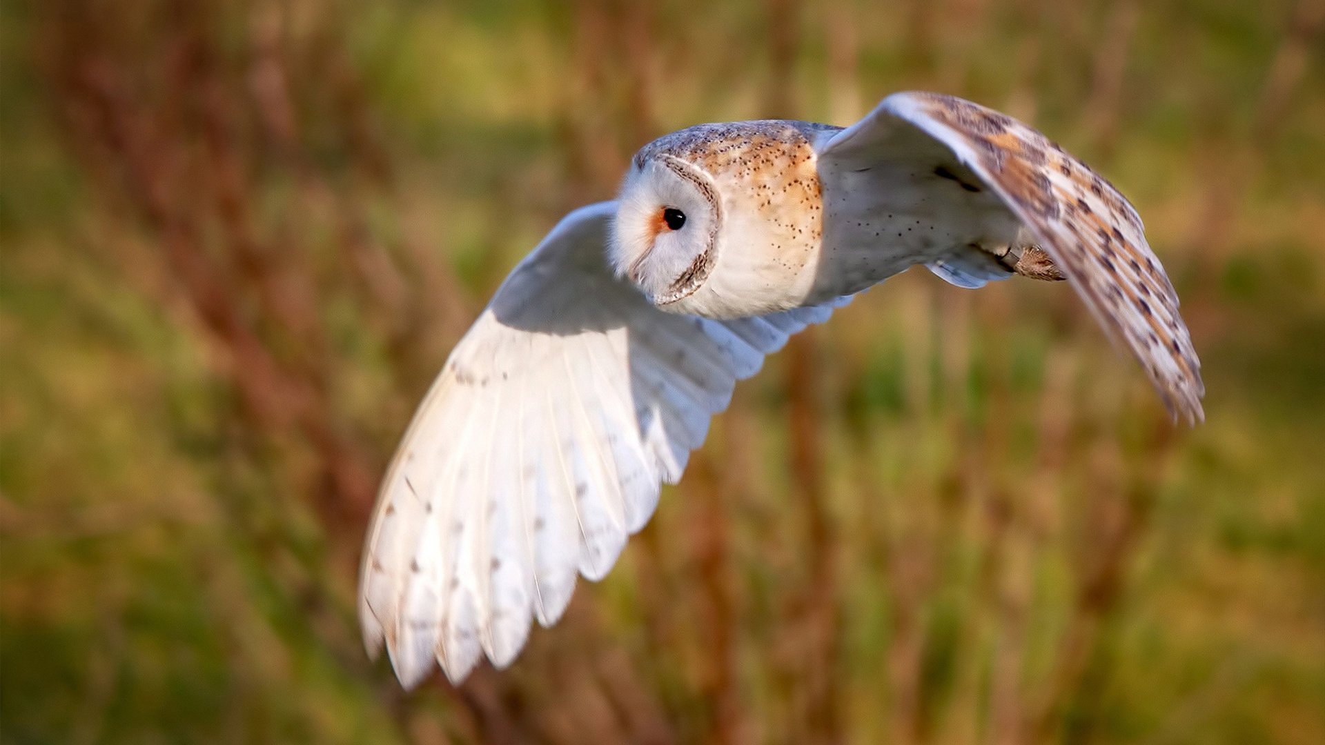 青训体系创新引领行业发展,培养高水平运动员,青训水平什么意思