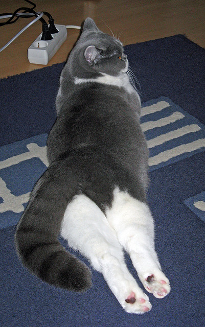 青训体系引入“互联网+”元素，推动青少年个性化成长，青训课程