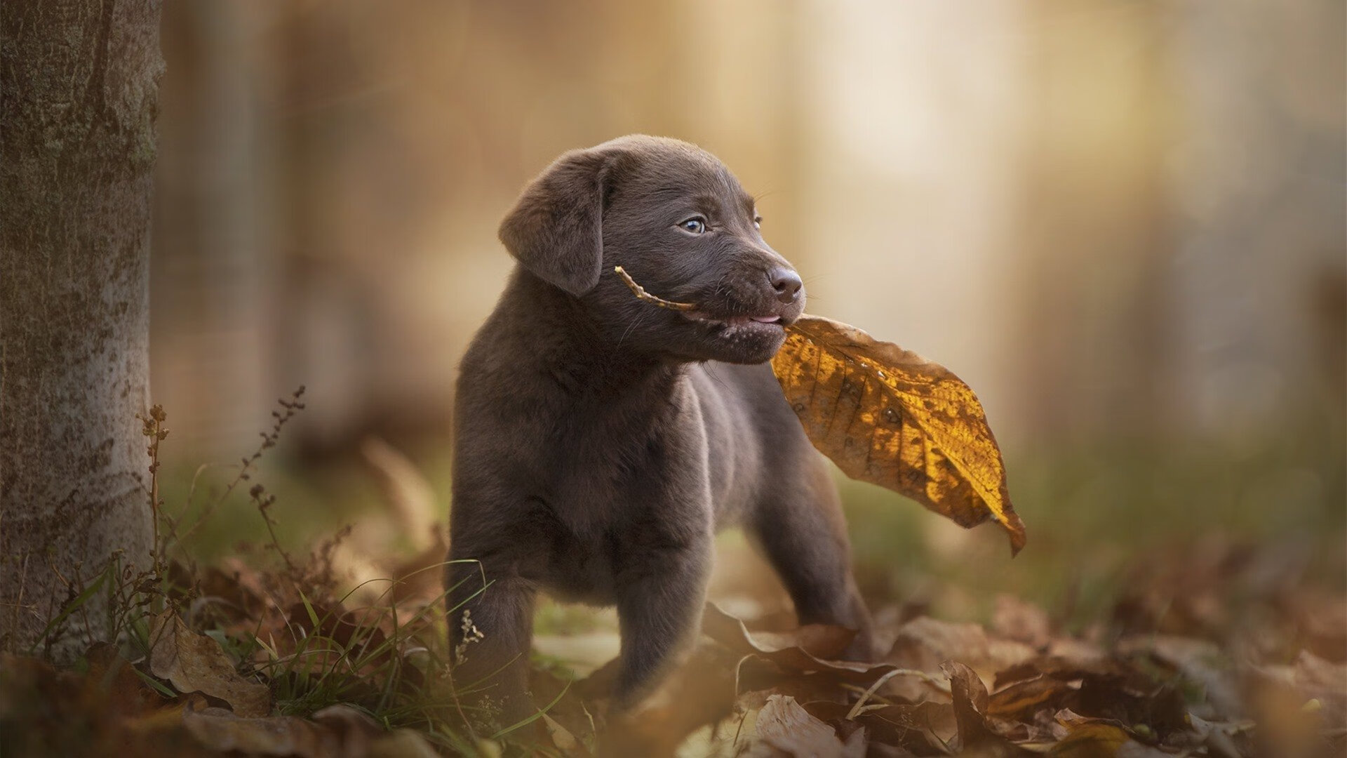 CBA新赛季即将开幕,球员合练备战迎冠军,cba 新赛季