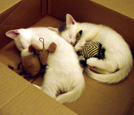 摩尔多瓦迎击阿尔巴尼亚，欧洲国家联赛擂台对决，摩尔多瓦vs阿塞拜疆