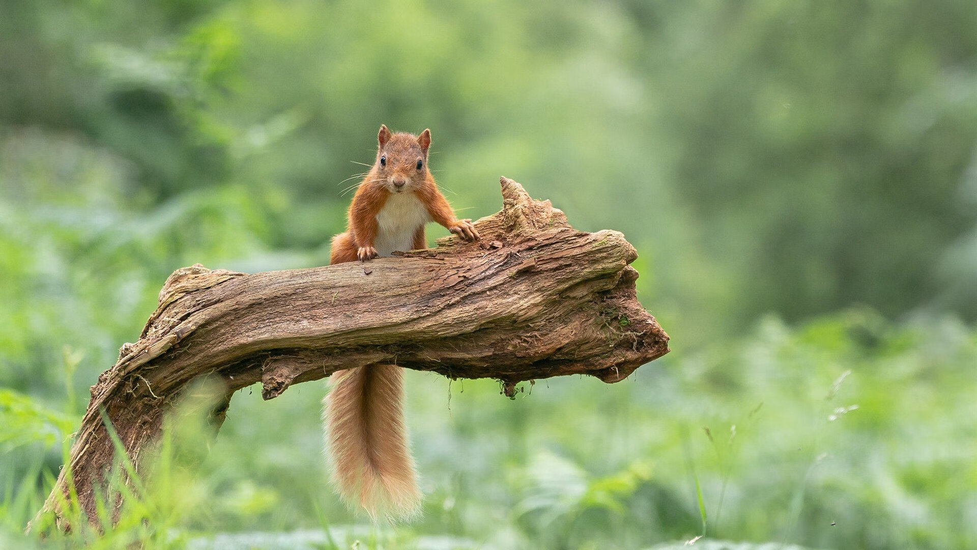 摩尔多瓦队不敌瑞士:无法晋级四强事倍功半,摩尔多瓦现状