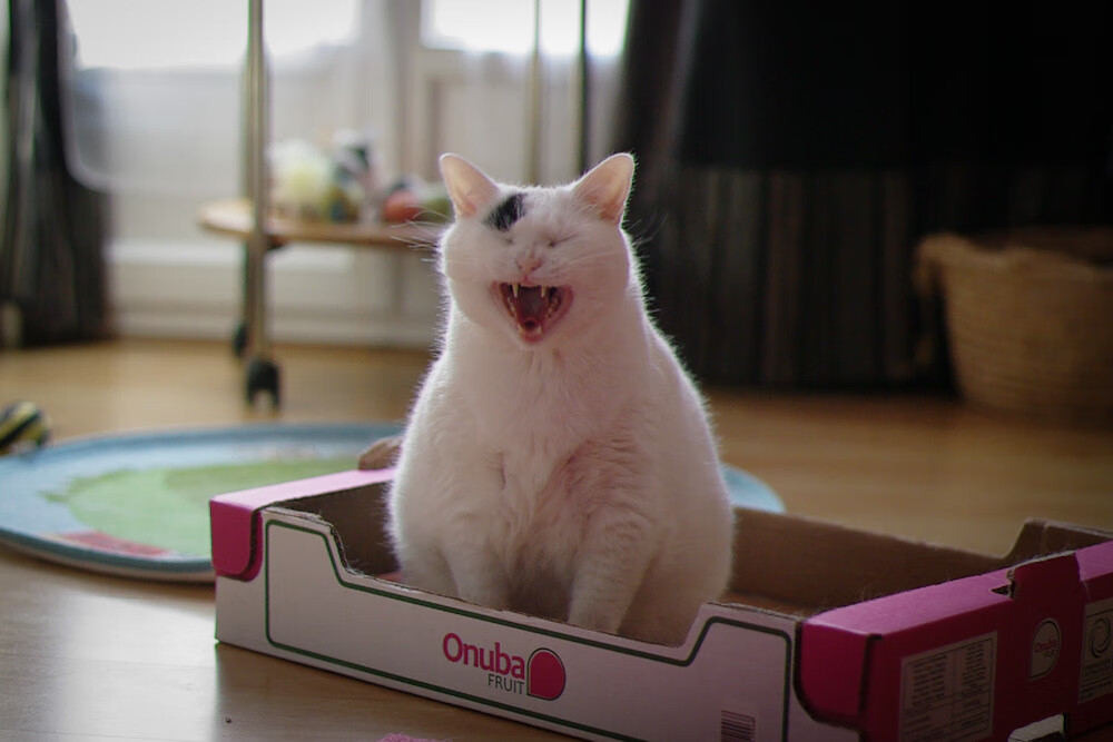 比利时队长再获金靴奖提名,表现斐然,比利时队冠军