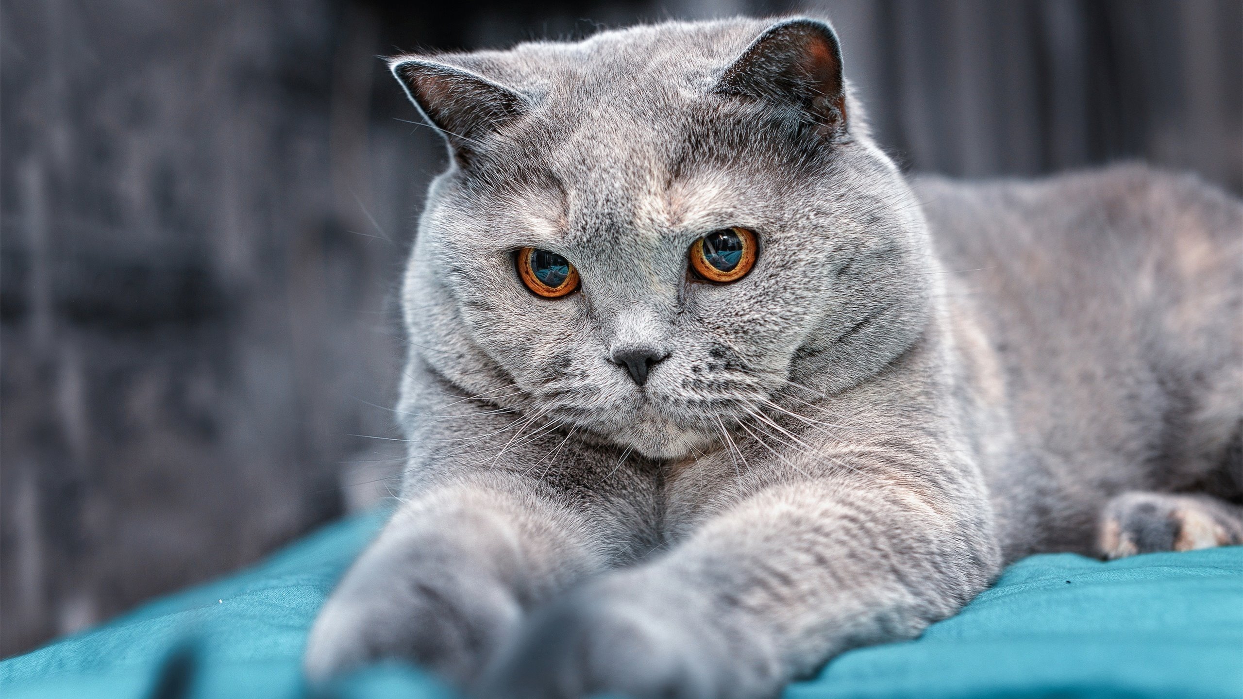 电竞游戏赛事数据挖掘技术及智能分析平台设计,电竞赛事分析软件