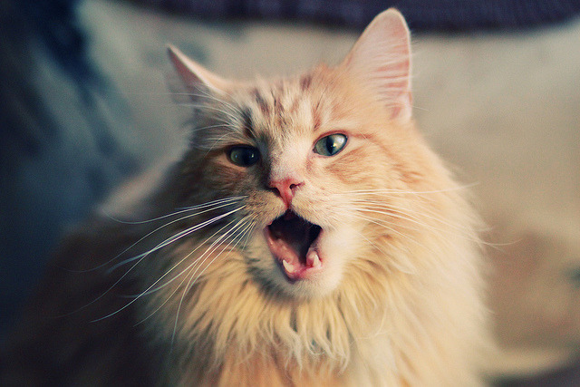 精湛技艺展现绝佳机会，亚洲足球盛事引人注目，亚洲足球2021