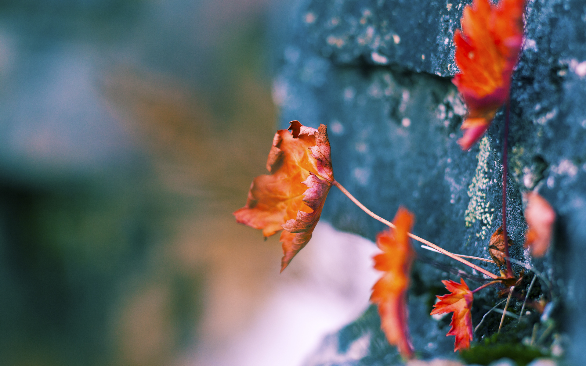 英格兰国家队梦想闪耀，备战欧锦赛，英格兰欧国联比赛