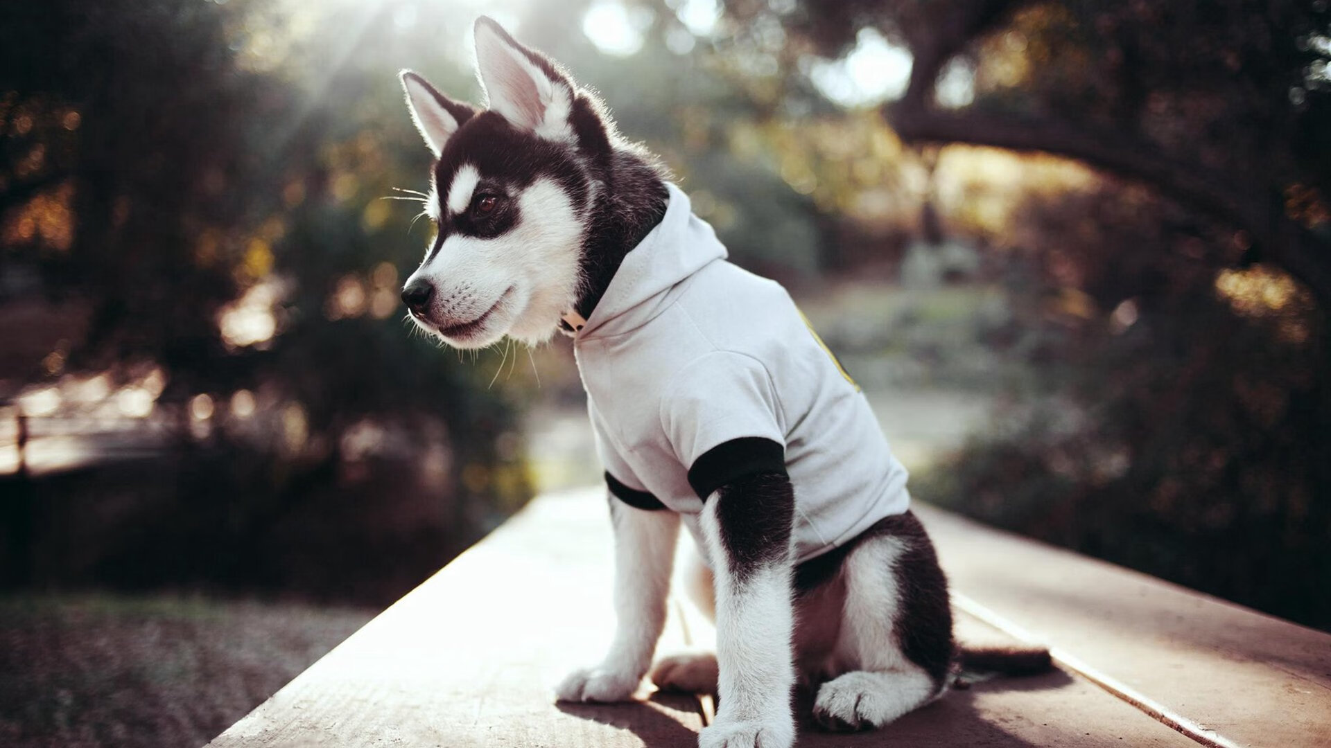 谢菲联客场击败纽卡斯尔，英超保级希望渐起，谢菲联 vs 纽卡斯尔