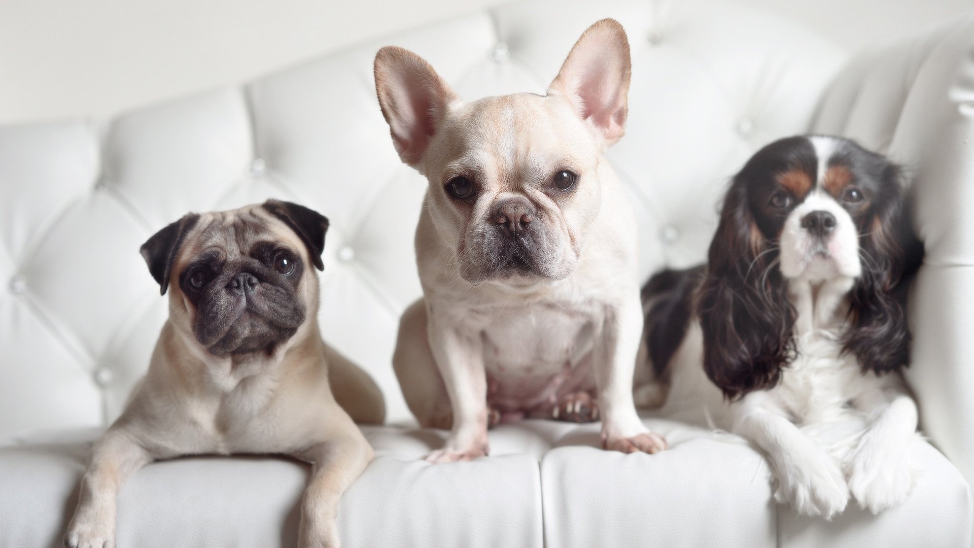 谢菲联客场龙门得分，将主场带回三分，谢菲联对莱切城直播