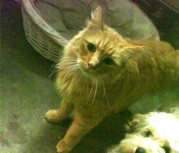 谢菲联客场龙门得分，将主场带回三分，谢菲联对莱切城直播