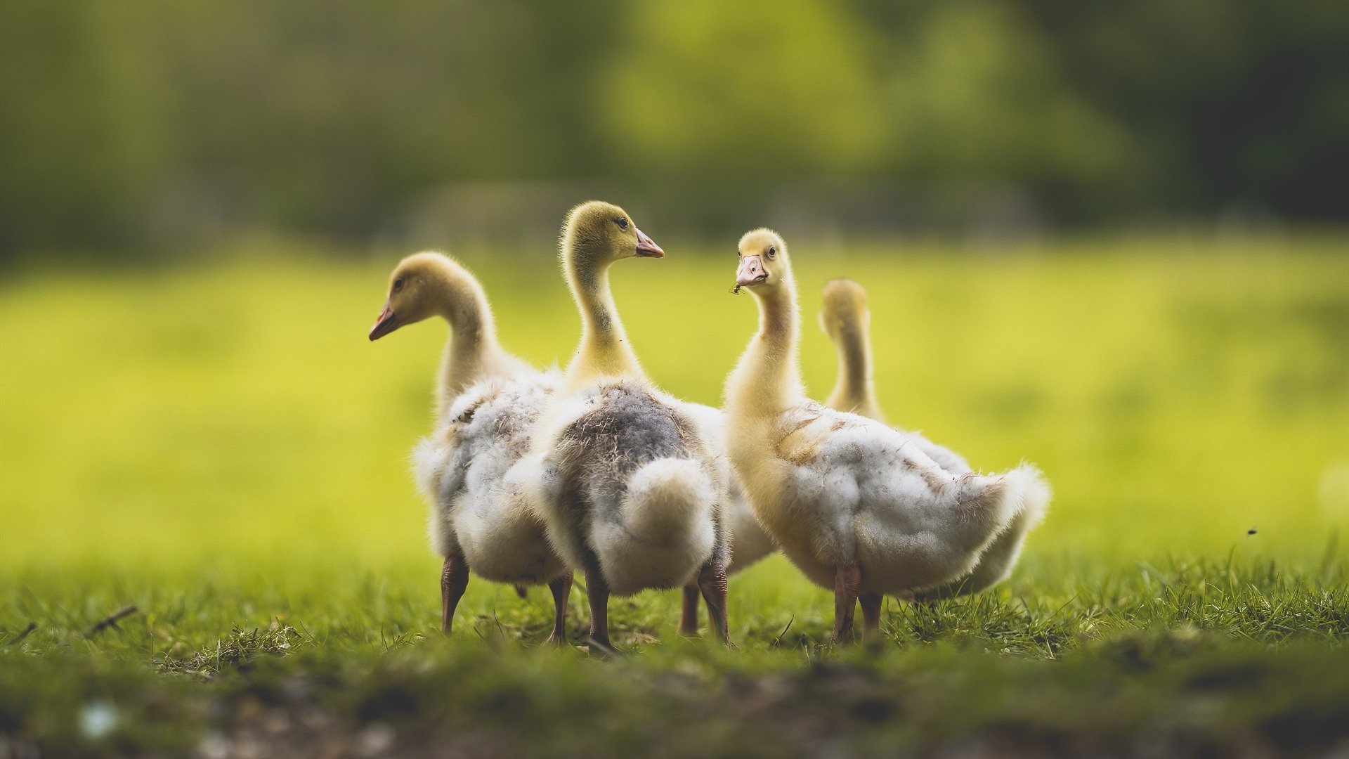 阿尔阿赫利防守端表现稳固，阿尔阿赫利足球俱乐部