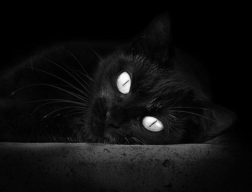 马塞洛解离加盟西布朗维奇解放潜力,马塞洛现在为何替补