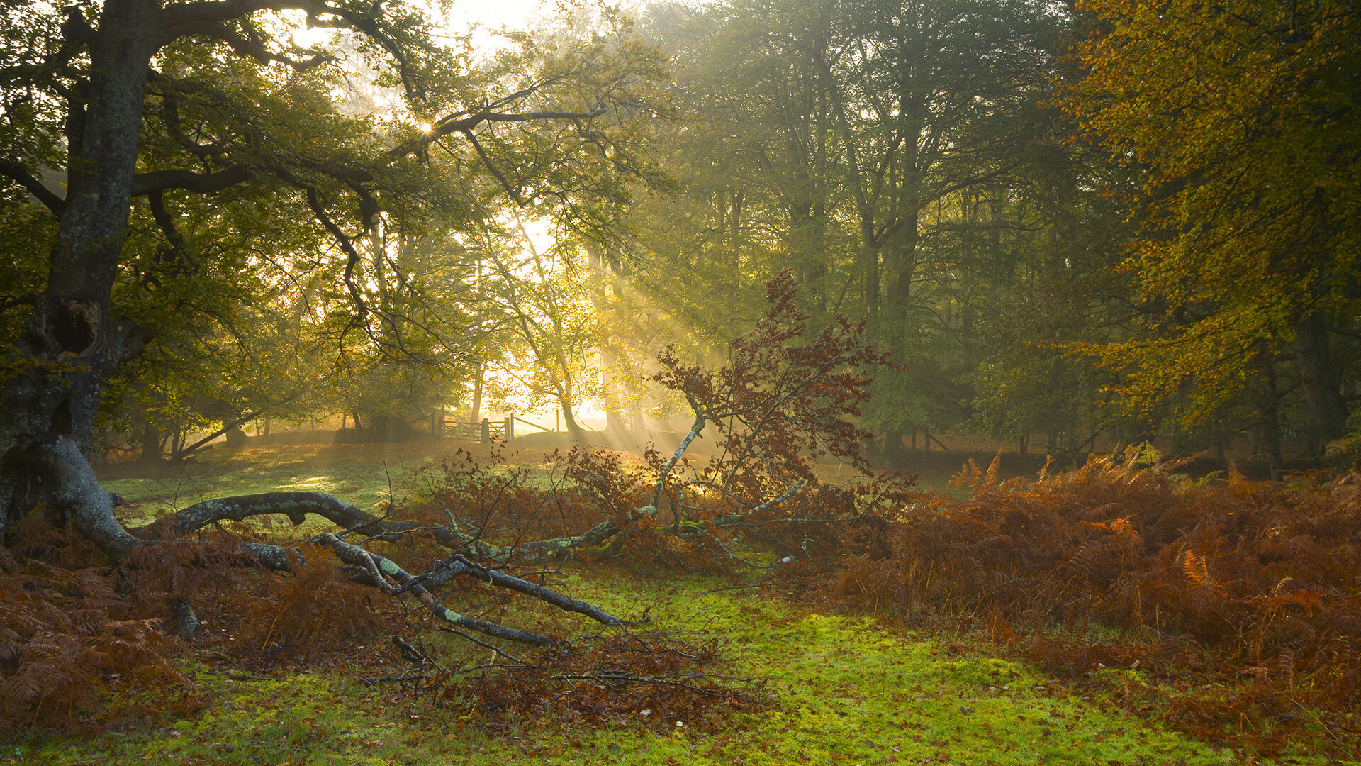 体育赛事品牌建设与营销策略研究,体育赛事品牌建设与营销策略研究方向