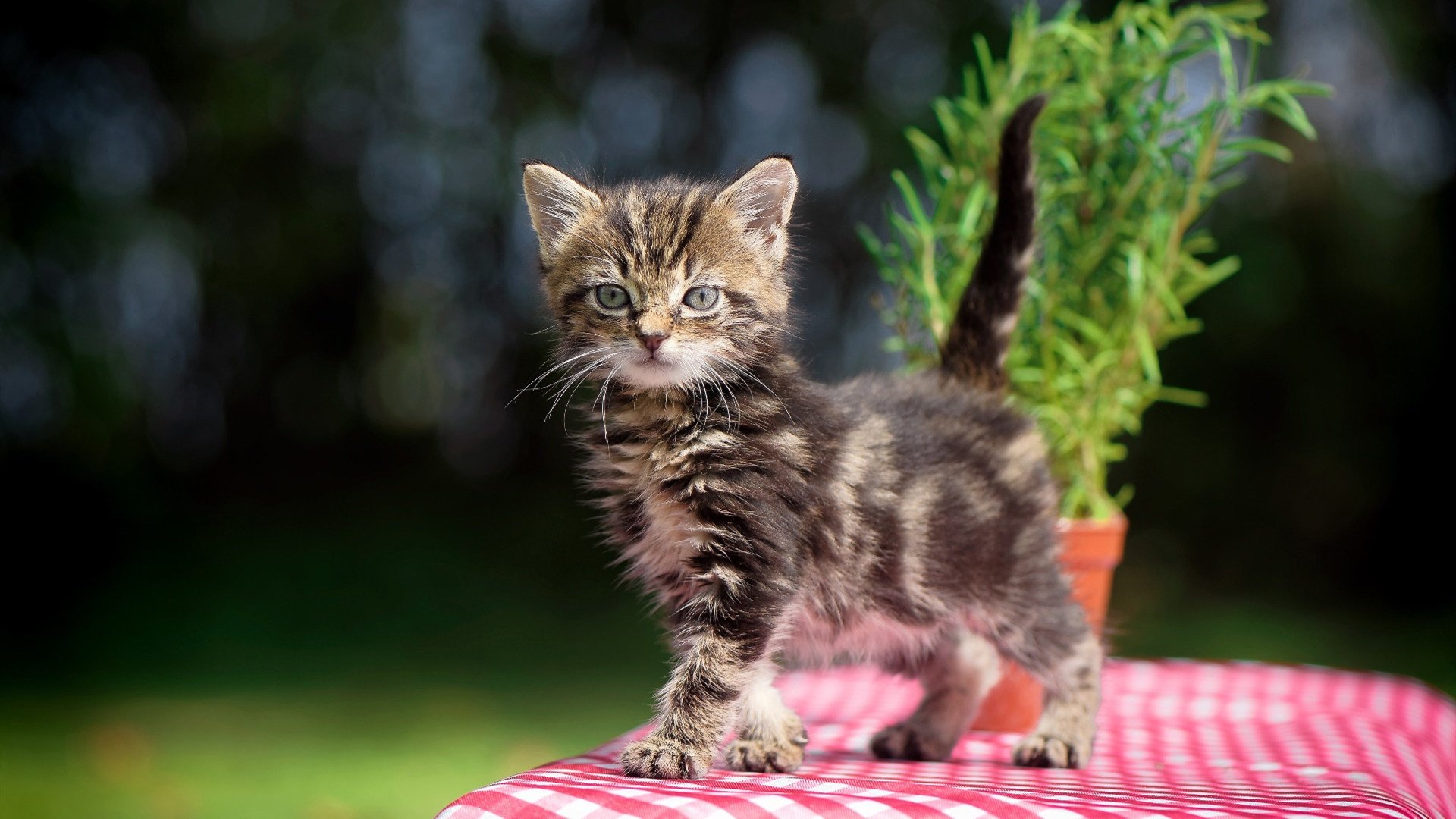 校园体育活动促进创新能力,校园体育活动促进创新能力的措施