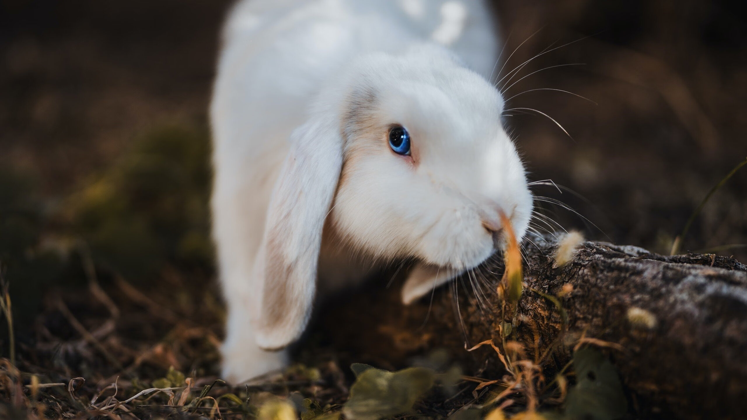 法甲密集赛程中球员高频冲刺与伤病发生率的统计分析,法甲过人榜