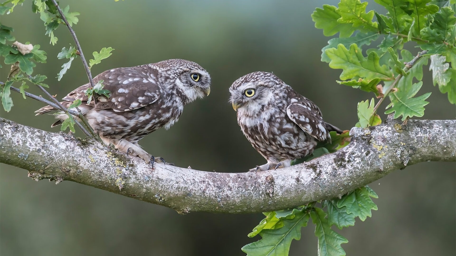 英超青训营引入VR技术提升战术认知训练效果，英超训练基地