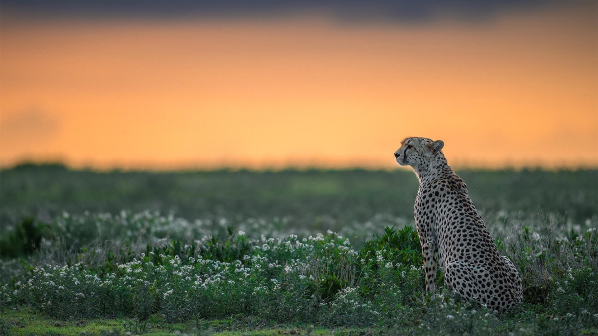 青少年体能训练课程设计与实施效果评估研究,青少年体能课程规划