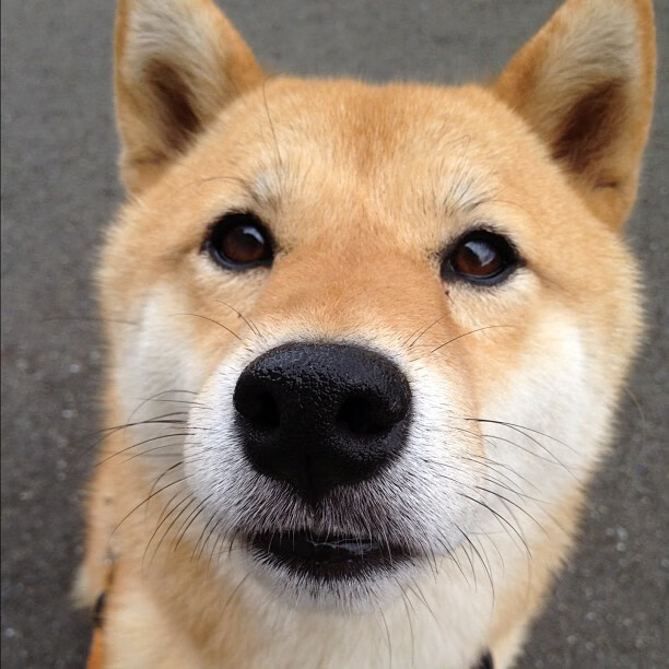 纳米比亚男篮在非洲预赛中提前晋级，展现新势力